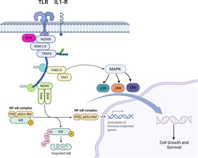 IRAK-4 inhibition: emavusertib for the treatment of lymphoid and myeloid malignancies